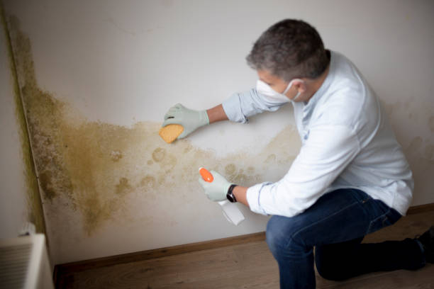 Best Commercial Mold Inspection  in Nazareth, PA