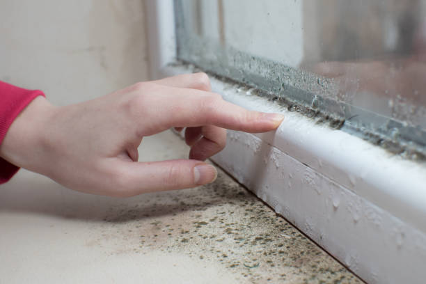 Forensic Mold Investigation in Nazareth, PA