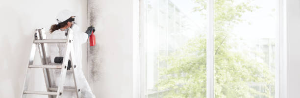 Best Mold Odor Removal Services  in Nazareth, PA